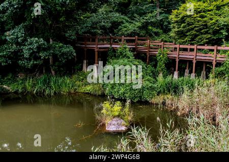 Ein ruhiger Teich mit einer Holzbrücke, umgeben von dichtem Grün, in Südkorea Stockfoto