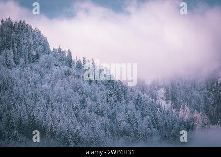 Dichter Nadelwald mit schneebedeckten Bäumen unter nebligem Himmel, Kaisergebierge, der Bergarzt, Elmau, Österreich Stockfoto