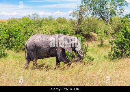 Allein afrikanische Savanne Elefant (Loxodonta africana), der durch den Busch an einer Grassavanne in Afrika, Maasai Mara, Kenia, spaziert Stockfoto