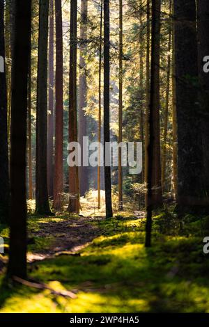 Ein friedlicher Waldweg durch einen Kiefernwald mit Sonnenstrahlen, Unterhaugstett, Schwarzwald, Deutschland Stockfoto