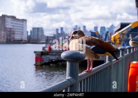 Ente sitzt auf Rial an der Themse Stockfoto