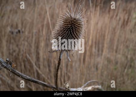 Verdorbene Disteldistel in Nahaufnahme, umgeben von getrockneten Gräsern Stockfoto