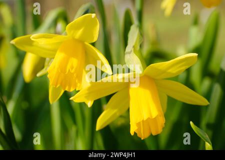 Zwei blühende Narzissen (Narzissen), Frühblüher, Nahaufnahme, Nordrhein-Westfalen, Deutschland Stockfoto