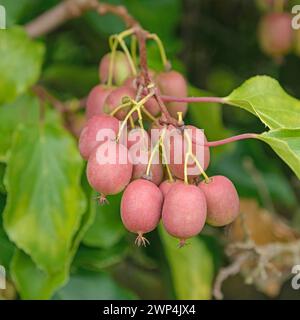 Mini Kiwi (Actinidia arguta WEIKI R) Stockfoto