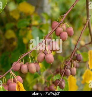 Mini Kiwi (Actinidia arguta WEIKI R) Stockfoto