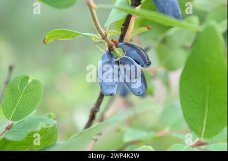 Blaue Honigbeere (Lonicera caerulea 'Berry Blue'), Testzentrum des Bundessortenamtes Marquardt, Brandenburg, Deutschland Stockfoto