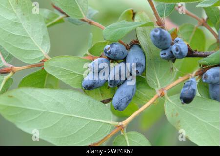 Blaue Honigbeere (Lonicera caerulea 'Berry Blue'), Testzentrum des Bundessortenamtes Marquardt, Brandenburg, Deutschland Stockfoto