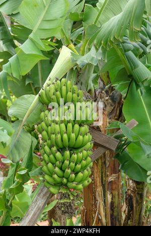 Banane (Musa acuminata 'Dwarf Cavendishii'), Quinta Splendida, Canico, Madeira, Portugal Stockfoto