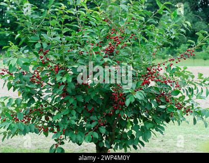 Prunus cerasus 'Rubellit', Markgraf, Brandenburg, Deutschland Stockfoto