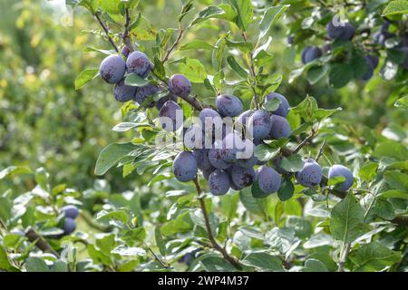 Prunus domestica 'Topper', Bundessortenamt, Markgraftezentrum, Markgrafplatz, Brandenburg, Deutschland Stockfoto