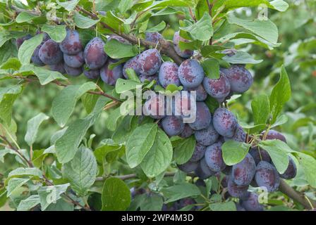 Pflaume (Prunus domestica 'Topper'), Bundessortenamt Pruefstelle Marquardt, Marquardt, 81 Stockfoto