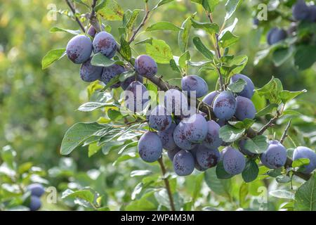 Prunus domestica 'Topper', Bundessortenamt, Markgraftezentrum, Markgrafplatz, Brandenburg, Deutschland Stockfoto