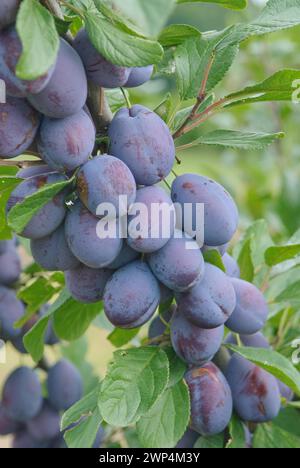 Pflaume (Prunus domestica 'Topper'), Bundessortenamt Pruefstelle Marquardt, Marquardt, 81 Stockfoto