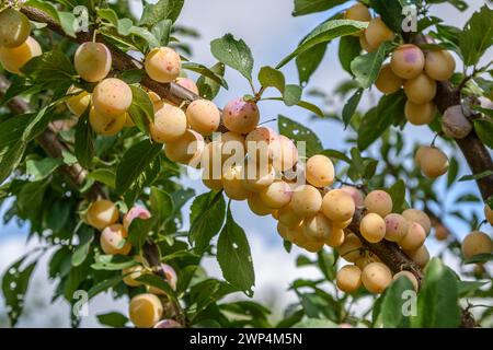 Prunus domestica MIRABELLE VON NANCY, Bundessortenamt, Marquardt Testing Centre, Marquardt, Brandenburg, Deutschland Stockfoto