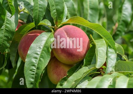 Prunus persica 'Poysdorfer Weingartenpfirsich', Baum- und Rebschule Schreiber KG, Poysdorf, Niederösterreich, Österreich Stockfoto