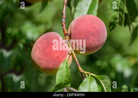 Pfirsich (Prunus persica 'Poysdorfer Weingartenpfirsich'), Poysdorf, Niederösterreich, Österreich Stockfoto