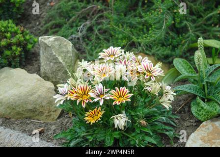 Gazania rigens BIG KISS 'White Flame', Berggarten, Niedersachsen, Deutschland Stockfoto