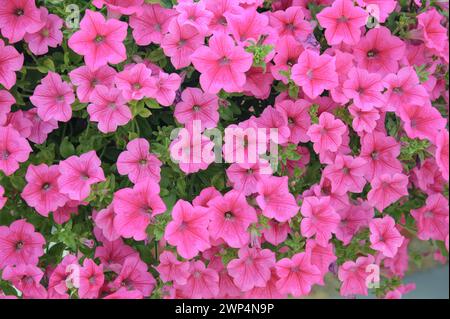 Petunia (Petunia SURFINIA Hot Pink) Stockfoto