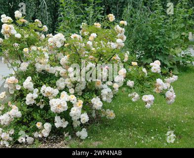 Strauchrose (Rosa „Ghislaine de Feligonde“), Steinfurth, 81 Stockfoto