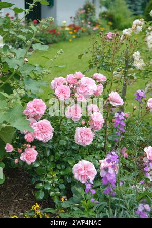 Bodendeckrosen (Rosa „Bonica 82“), Steinfurth, 81 Stockfoto