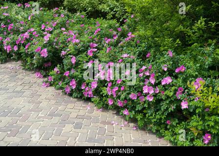 Kartoffelrose (Rosa rugosa), de Tuinen van Appeltern, Appeltern, 150 Stockfoto