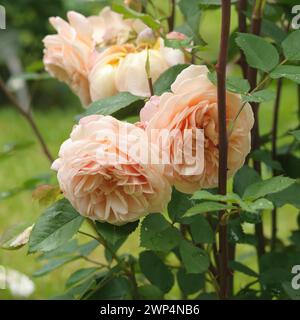 Rose (Rosa CHARLES AUSTIN), Rosenneuheitengarten am Beutig, Baden-Baden, Baden-Württemberg, Deutschland Stockfoto