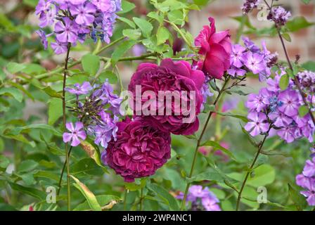 Englische Rose (Rosa „William Shakespeare“), (Phlox paniculata „Blue Boy“), Bundesgartenschau, Mecklenburg-Vorpommern, Deutschland Stockfoto