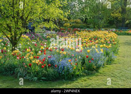 Tulpenbett bei Hermannshof in Weinheim, Kentucky Gelbholz (Cladrastis kentukea), Tulpe (Tulipa), Hermannshof, Baden-Württemberg, Deutschland Stockfoto