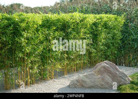 Gelber flacher Bambus (Phyllostachys aureosulcata fo. Aureocaulis), Rhodo 2014, Niedersachsen, Deutschland Stockfoto