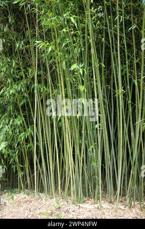Bambus (Phyllostachys bissetii Stockfotografie - Alamy