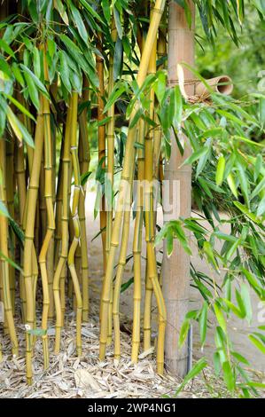 Gelber flacher Bambus (Phyllostachys aureosulcata fo. Spectabilis), Rhodo 2014, 81 Stockfoto