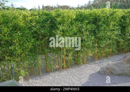 Gelber flacher Bambus (Phyllostachys aureosulcata fo. Aureocaulis), Rhodo 2014, Niedersachsen, Deutschland Stockfoto