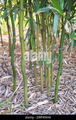 Gelber Flachbambus (Phyllostachys aureosulcata), Rhodo 2014, Veitshoechheim, Bayern, Deutschland Stockfoto