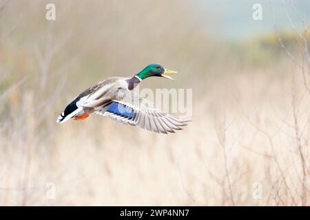 Ein lebhafter und farbenfroher männlicher Mallard (Anas platyrhynchos) fliegt durch das Schilf. Im Flug mit offenem Schnabel. Yorkshire, Großbritannien im Frühjahr. Stockfoto