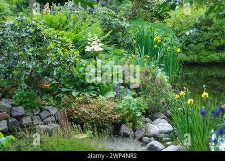 Teichrand, Schaublatt (Rodgersia pinnata), schmalblättrige Lorbeerrose (Kalmia angustifolia 'Rubra'), Traubenheidekraut (Leucothoe keiskei 'Royal Ruby') Stockfoto