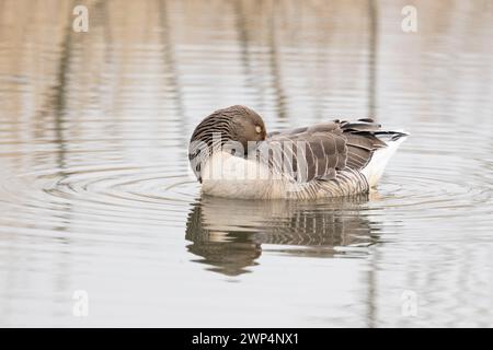 Eine einzelne Graugans (Anser anser) auf Wasser mit nach hinten gedrehtem Kopf, reflektiert auf dem leicht gekräuselten Wasser. Yorkshire, Großbritannien im Frühjahr Stockfoto