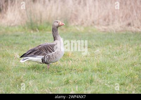 Eine einzelne Graugans (Anser anser) steht auf einem Feld, das von grünem Gras umgeben ist, mit hohem Gras dahinter. Yorkshire, Großbritannien im Frühjahr Stockfoto