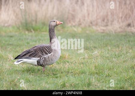 Eine einzelne Graugans (Anser anser) steht auf einem Feld, das von grünem Gras umgeben ist, mit hohem Gras dahinter. Yorkshire, Großbritannien im Frühjahr Stockfoto