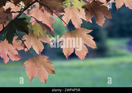 Bergahorn (Acer pseudoplatanus 'Atropurpureum'), Anchers Havecenter, Pruhonice, Prag, Tschechische Republik Stockfoto