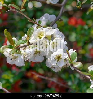 Chinesische Zierquitte (Chaenomeles speciosa „Nivalis“), Anchers Havecenter, Pillnitz, Sachsen, Deutschland Stockfoto