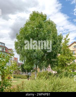 Esche aus Schmalblättrigen (Fraxinus angustifolia 'Raywood'), Anchers Havecenter, Bautzen, Sachsen, Deutschland Stockfoto