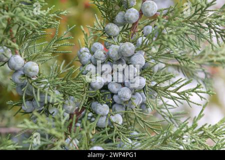 Chinesischer wacholder (Juniperus chinensis „Keteleeri“), Anchers Havecenter, Bautzen, Sachsen, Deutschland Stockfoto