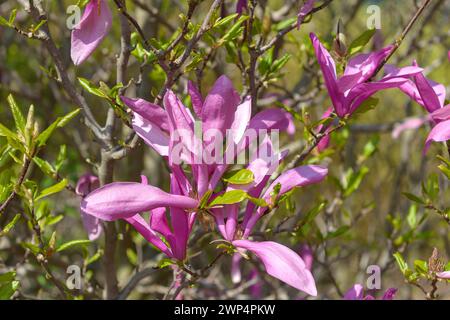 Magnolia (Magnolia „Betty“), Anchers Havecenter, Pillnitz, Sachsen, Deutschland Stockfoto