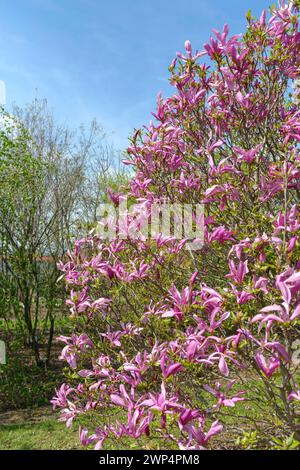 Magnolia (Magnolia „Betty“), Anchers Havecenter, Pillnitz, Sachsen, Deutschland Stockfoto
