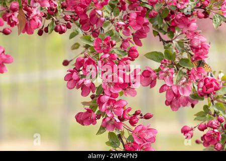 Zierapfel (Malus „indische Magie“), Anchers Havecenter, Ditfurt, Sachsen-Anhalt, Deutschland Stockfoto