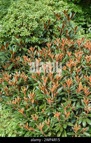 Alpenrose (Rhododendron „Hydon Velvet“), Anchers Havecenter, Hamburg, Deutschland Stockfoto