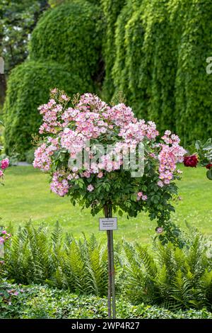 Strauchrose (Rosa „Ballerina“), Anchers Havecenter, Konstanz, Baden-Württemberg, Deutschland Stockfoto
