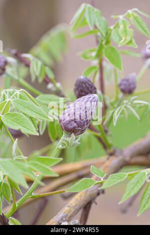 Amerikanischer blauer Regen (Wisteria frutescens „Amethyst Falls“), Anchers Havecenter, Pillnitz, Sachsen, Deutschland Stockfoto