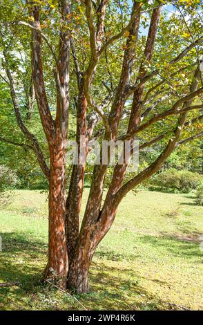 Scheinkamelie (Stewartia pseudocamellia), Anchers Havecenter, Nikko, Honshu, Japan Stockfoto