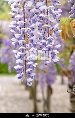 Chinesischer blauer Regen (Wisteria sinensis „Texas Purple“), Anchers Havecenter, Pillnitz, Sachsen, Deutschland Stockfoto